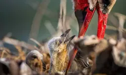 Yaren’in Yavruları Mısır ve Batı Şeria’ya Göçtü