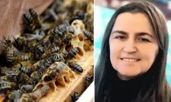 Fındık toplarken arı soktu: Nurcay Özcan hayatını kaybetti