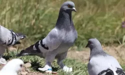 Hindistan’da Güvercin Besleme Yasağı
