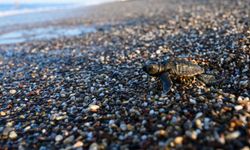 Caretta Caretta Yavruları Denize Ulaştı