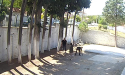Denizli’de Belediye Başkanı, Zabıtaları Sopayla Darbetti