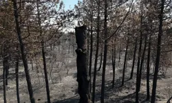 Enez'deki Orman Yangını 16 Saat Sonra Kontrol Altına Alındı