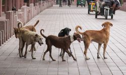 Hindistan’da Sahipsiz Köpekler Barınaklara Gönderilecek