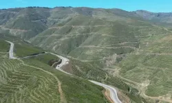 Yangınların Ardından Toprakla Buluşan 6,6 Milyon Fidan