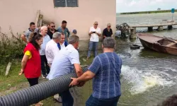 Samsun'daki Su Kaynaklarına 2,3 Milyon Yavru Sazan Bırakıldı