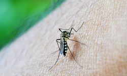 Çin’in Foşan Kentinde Chikungunya Virüsü Vakaları 7 Bini Aştı