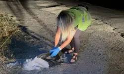 Tekirdağ Çorlu’da 15 Leylek Elektrik Akımına Kapılarak Öldü