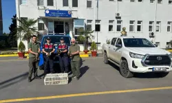 Sakarya’da Jandarma Avda Kullanılan Yaban Ördeklerini Kurtardı