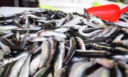 Sinop’ta Bereketli Av: Balıkçılar 30 Ton Hamsiyle Döndü