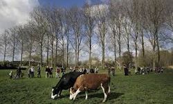 2026’da Tarımsal Destek 167,6 Milyar Liraya Çıkacak: Hayvancılık ve Üretimde Yeni Dönem