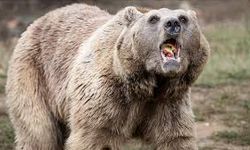 Japonya’da Ayı Saldırıları Krize Dönüştü: 12 Ölü, Hükümet Acil Önlem Planı Hazırlıyor