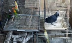 Tekirdağ’da Kaçak Yollarla Getirilen 21 Papağan Ele Geçirildi