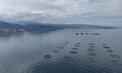 Karadeniz’den 9 Ayda 278 Milyon Dolarlık Su Ürünleri İhracatı