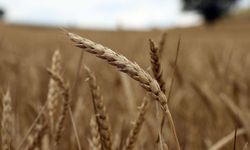 Tarımsal Kredilerde Geri Adım: Üst Limit ve İndirim Oranları Eski Haline Döndü