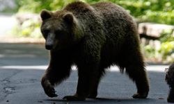 Japonya’da Umumi Tuvaletten Çıkan Yaşlı Adama Ayı Saldırdı