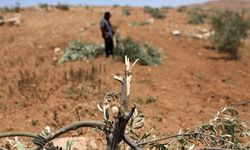 İsrail güçleri Kana Vadisi’nde 135 zeytin ağacını söktü ihlaller artarak sürüyor