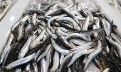 Karadeniz'in Hamsisi Avrupa Sofralarında