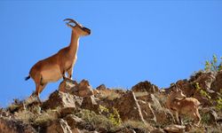 Konya’da kaçak avlanan 3 kişiye 1 milyon 901 bin lira ceza kesildi.