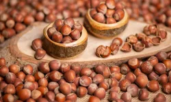 Türkiye 11 Ayda 221 Bin Ton Fındık Sattı: Trabzon’un İhracatında Düşüş Yaşandı