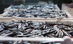 Kasımın yıldızı yine hamsi oldu