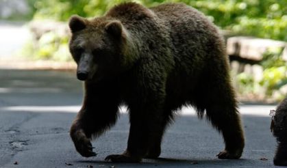 Japonya’da Umumi Tuvaletten Çıkan Yaşlı Adama Ayı Saldırdı