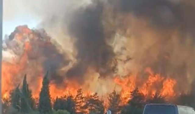 İzmir'in Buca İlçesinde Orman Yangını Çıktı