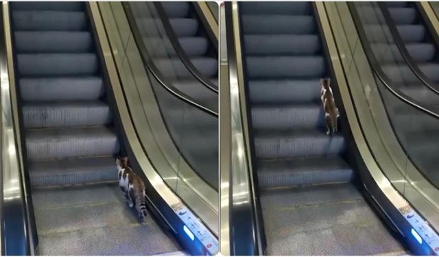 Sabiha Gökçen Havalimanı’nda Kedinin Yürüyen Merdivenle İmtihanı