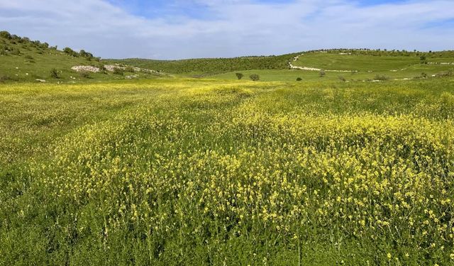 İşlenmeyen Araziler Kiralanacak: Tarımsal Üretimde Yeni Dönem