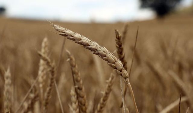 Tarımsal Kredilerde Geri Adım: Üst Limit ve İndirim Oranları Eski Haline Döndü