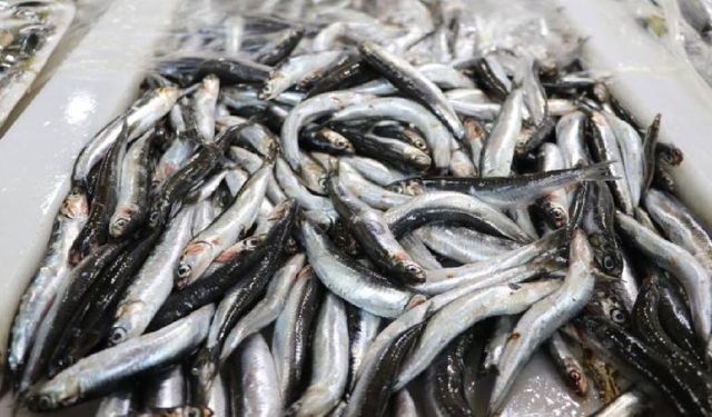 Karadeniz'in Hamsisi Avrupa Sofralarında