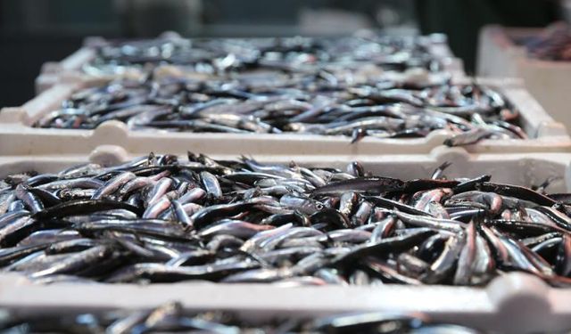 Kasımın yıldızı yine hamsi oldu