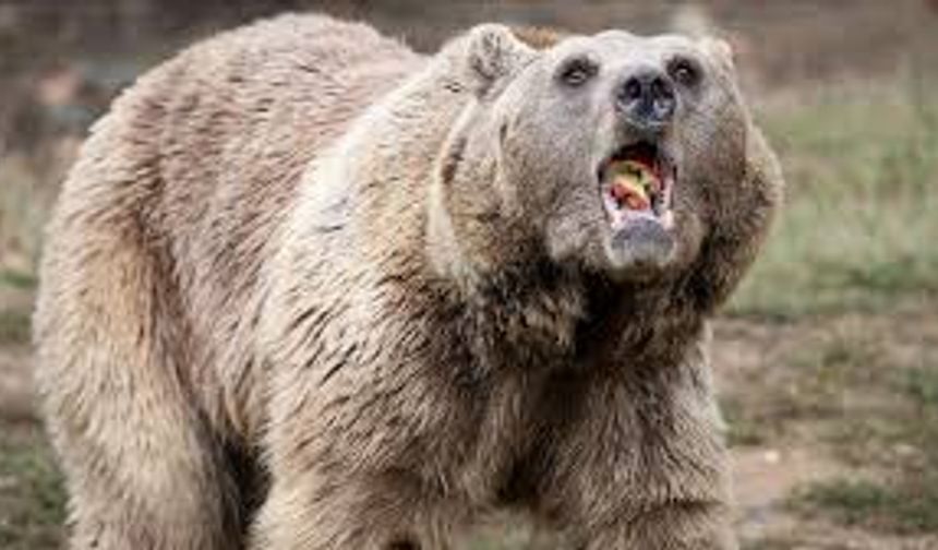 Japonya’da Ayı Saldırıları Krize Dönüştü: 12 Ölü, Hükümet Acil Önlem Planı Hazırlıyor