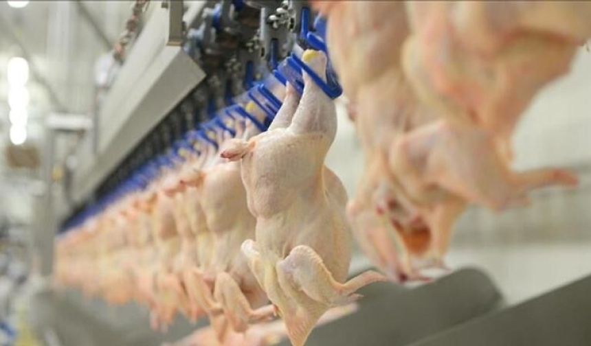TÜİK: Ekimde Tavuk Eti Üretimi Yüzde 8,7 Arttı